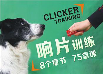 宝仔屋宠物美容